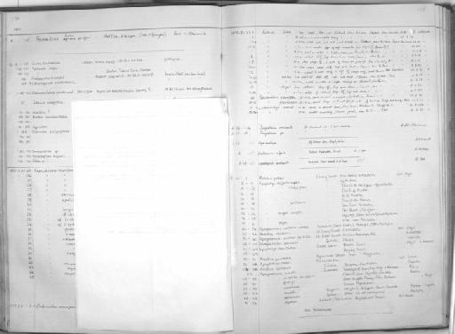 Sicydium vincente Jordan & Evermann, 1898 - Zoology Accessions Register: Fishes: 1971 - 1985: page 177B