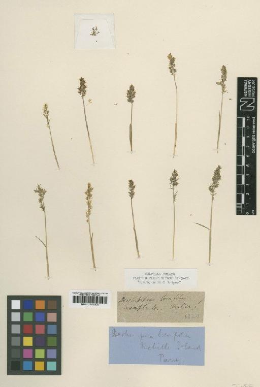 Deschampsia brevifolia R.Br. - BM001042303
