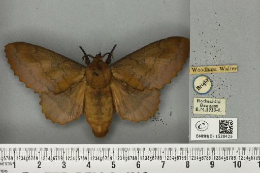 Gastropacha quercifolia (Linnaeus, 1758) - BMNHE_1520426_198286