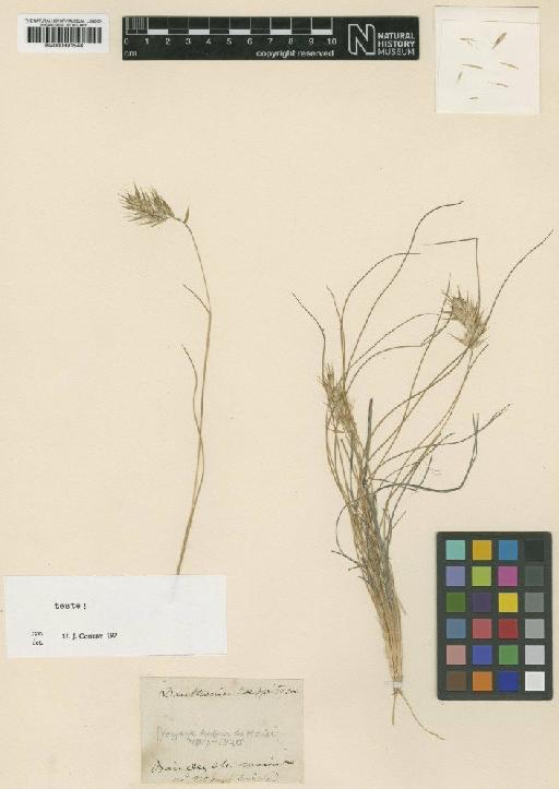 Danthonia caespitosa Gaudich. - BM000991548