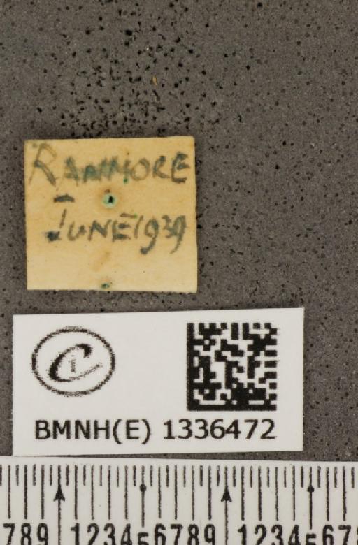 Polyommatus icarus icarus (Rottemburg, 1775) - BMNHE_1336472_label_144088