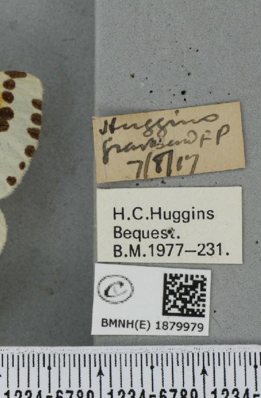 Abraxas grossulariata (Linnaeus, 1758) - BMNHE_1879979_label_438333