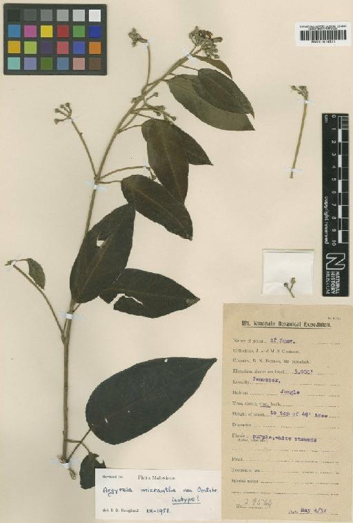 Ipomoea kinabaluensis J.R.I.Wood & Scotland - BM001014511