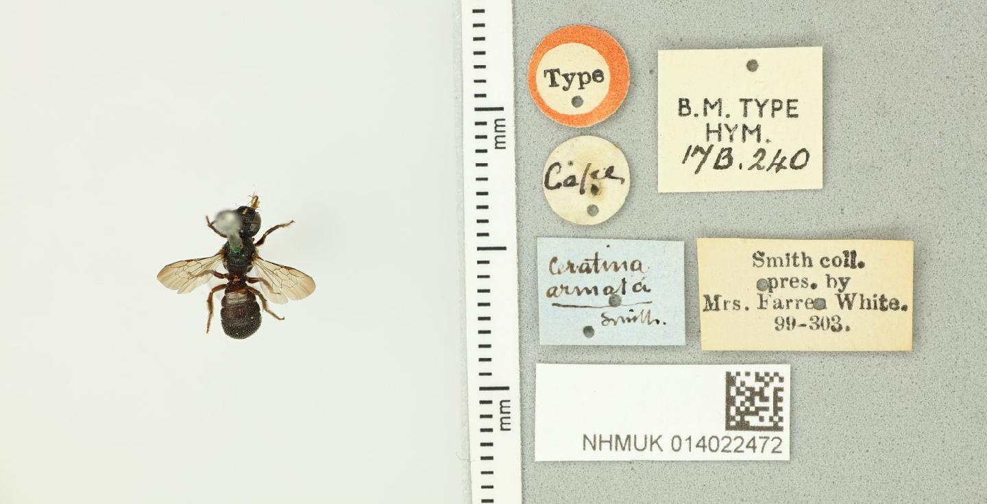 Ceratina armata