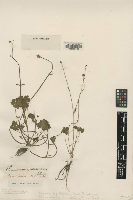 Ranunculus cymbalarifolius Balb. ex Moris - BM000613865