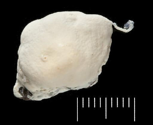 Pileolaria grandis Pillai, 1970 - Polychaeta type specimen; BMNH 1968.156 view 1