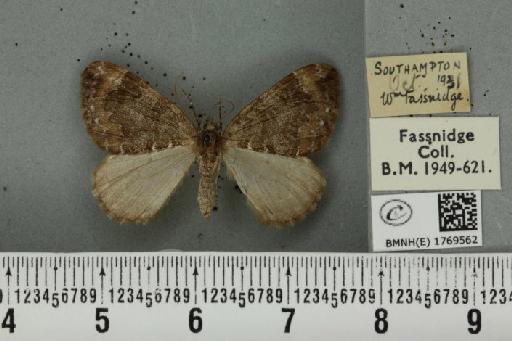 Dysstroma truncata truncata (Hufnagel, 1767) - BMNHE_1769562_350326