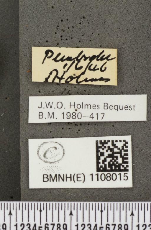 Euphydryas aurinia (Rottemburg, 1775) - BMNHE_1108015_label_22335