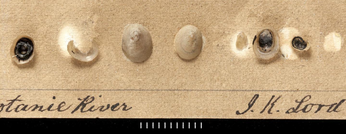 To NHMUK collection (Ancylus kootaniensis Baird, 1863; SYNTYPE(S); NHMUK:ecatalogue:4263067)