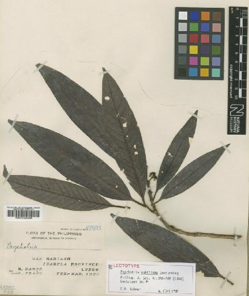 Psychotria pubilimba Quisumb. - BM000945499