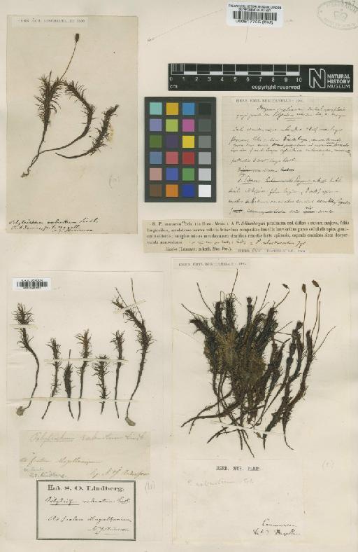 Polytrichadelphus magellanicus (Hedw.) Mitt. - BM000960551_a