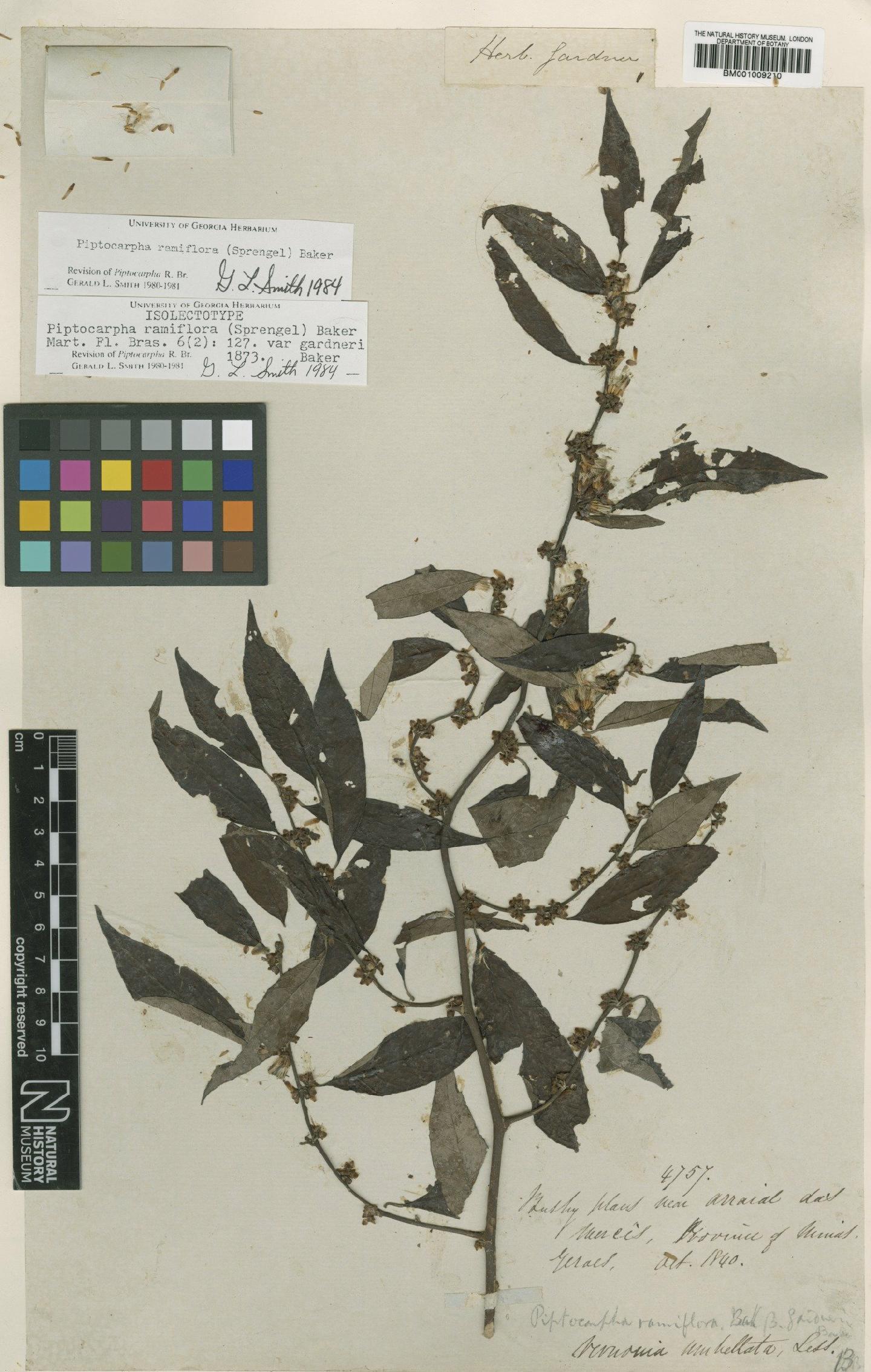 To NHMUK collection (Piptocarpha ramiflora (Spreng.) Baker; Isolectotype; NHMUK:ecatalogue:557418)