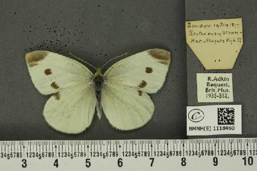 Pieris rapae rapae (Linnaeus, 1758) - BMNHE_1118460_75318