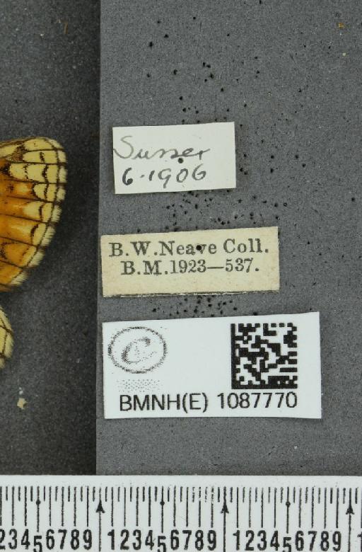 Melitaea athalia (Rottemburg, 1775) - BMNHE_1087770_label_58201