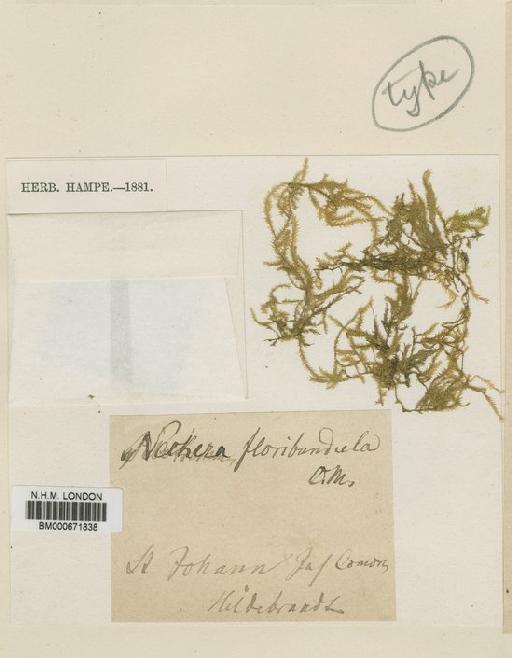Floribundaria floribunda (Dozy & Molk.) M.Fleisch. - BM000671838