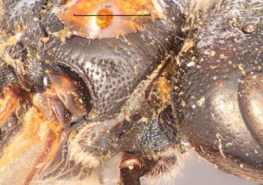 Ceratina capitosa Smith, F., 1879 - Ceratina capitosa type 17b.325 right lateral pronotum and mesonotum