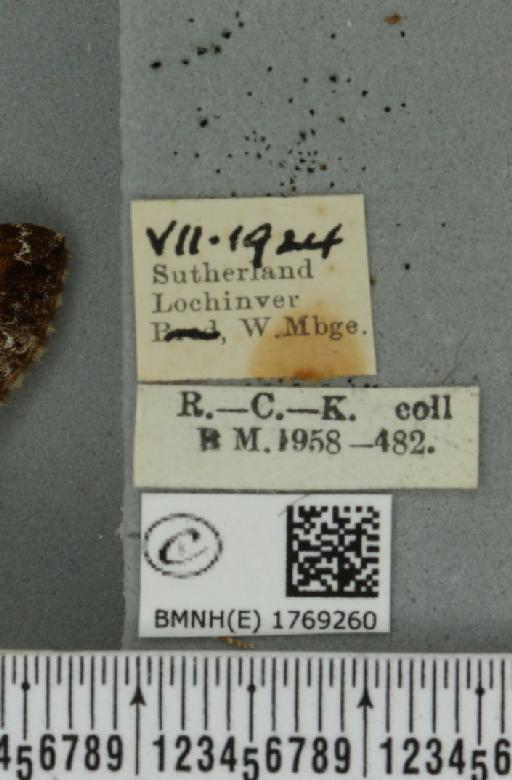 Dysstroma truncata truncata (Hufnagel, 1767) - BMNHE_1769260_label_349953