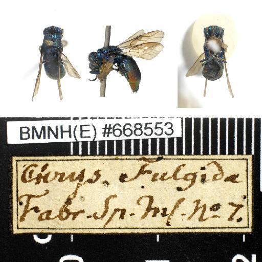 Chrysis fulgida Linnaeus, 1761 - Chrysis_fulgida-BMNH(E)#668553-habiti