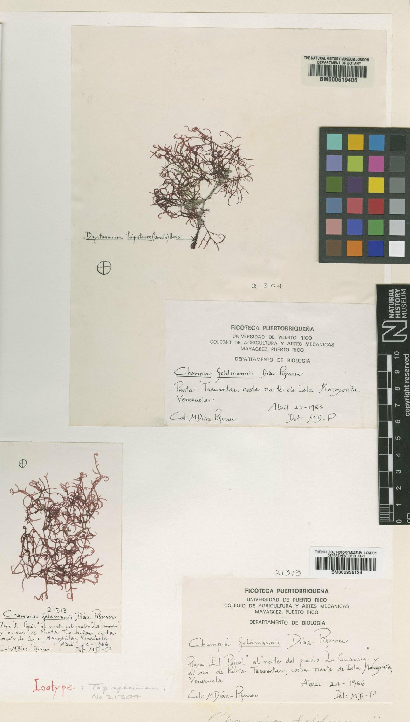 To NHMUK collection (Champia feldmannii Diaz-Piferrer; Isotype; NHMUK:ecatalogue:4789983)