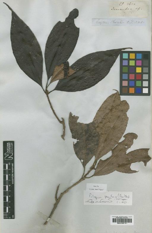 Palaquium pauciflorum Engl. - BM000997161