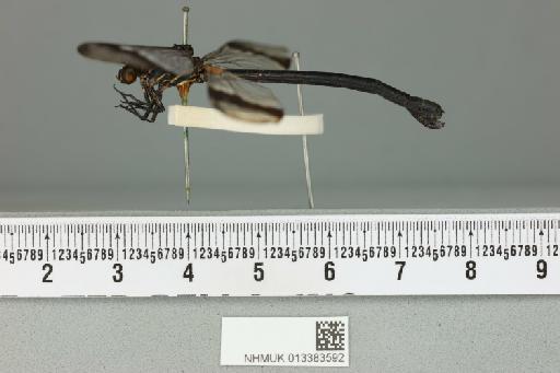 Polythore terminata Fraser, 1946 - 013383592_lateral