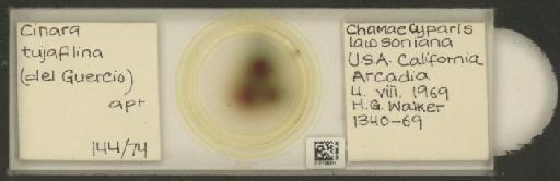 Cinara (Cupressobium) tujafilinus Del Guercio, 1909 - 010129811_112974_1093875
