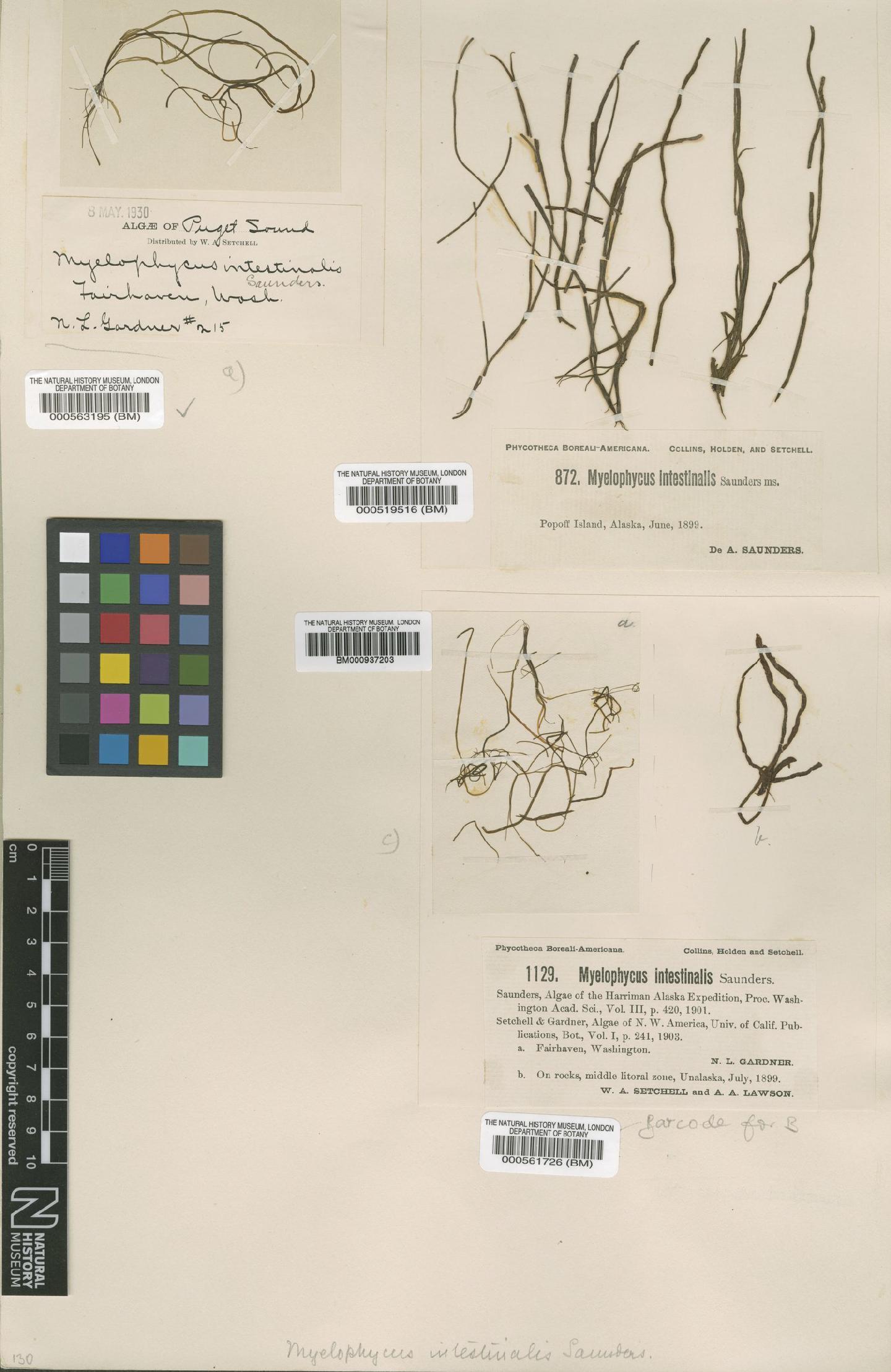 To NHMUK collection (Melanosiphon intestinalis (D.A.Saunders) M.J.Wynne; Type; NHMUK:ecatalogue:472737)