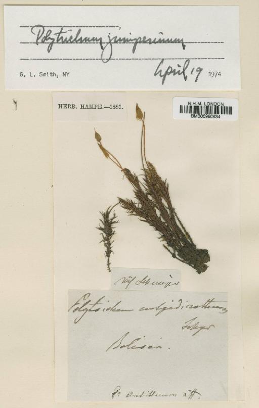 Polytrichum juniperinum Hedw. - BM000960634