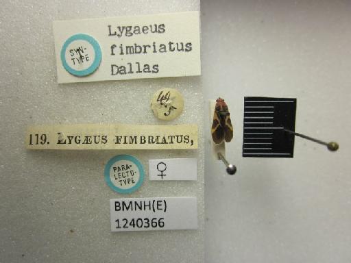 Lygaeus fimbriatus Dallas, 1852 - Lygaeus fimbriatus-BMNH(E)1240366-Paralectotype female dorsal & labels 2