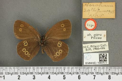 Aphantopus hyperantus ab. nigra Pilleau, 1952 - BMNHE_1044872_44746