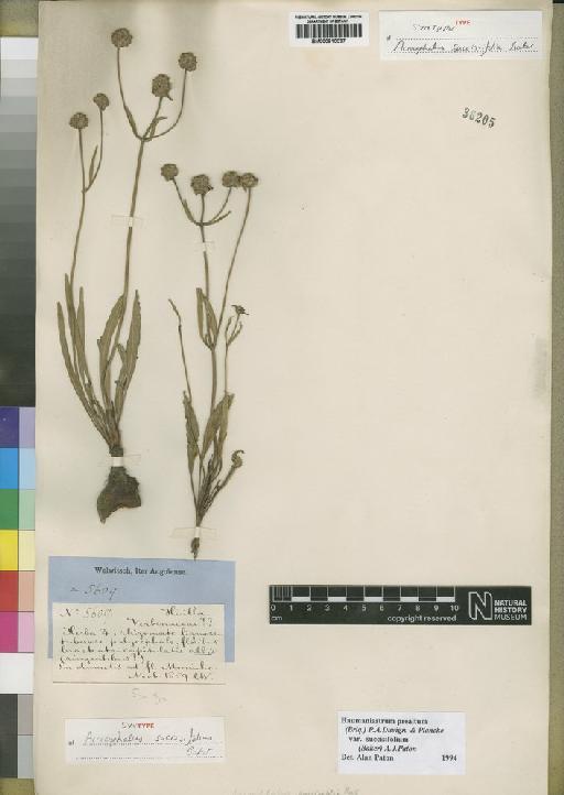 Haumaniastrum praealtum var. succisifolium (Baker) Paton - BM000910037