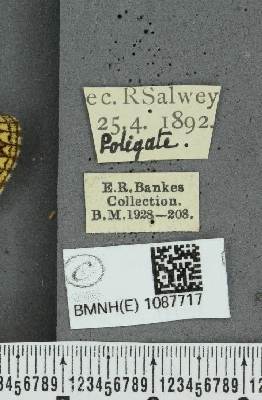 Melitaea athalia (Rottemburg, 1775) - BMNHE_1087717_label_58175