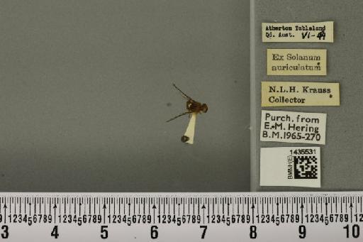 Bactrocera (Bactrocera) cacuminata (Hering, 1941) - BMNHE_1435531_28542