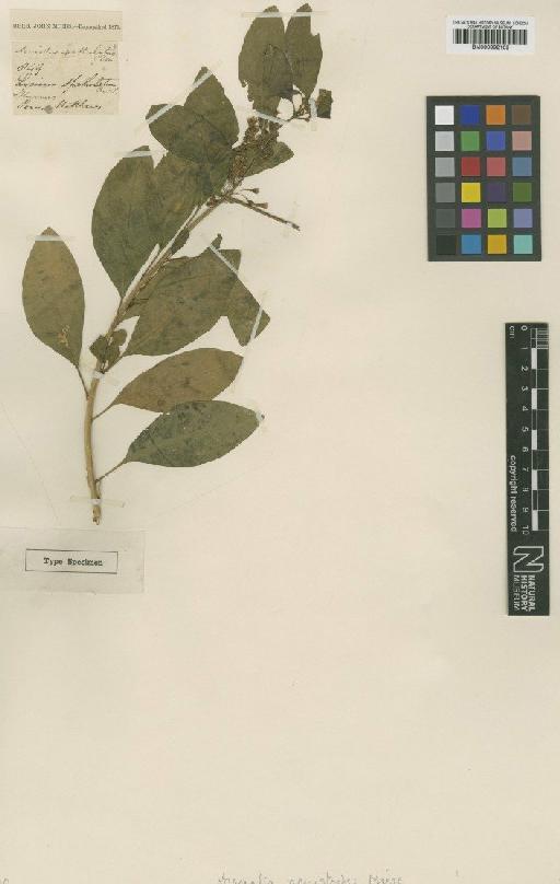 Dunalia acnistoides Miers - BM000992109