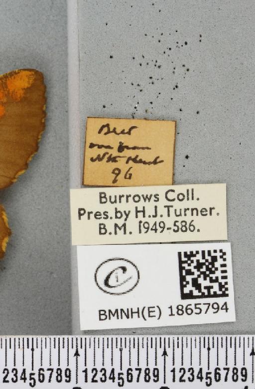 Angerona prunaria ab. corylaria Thunberg, 1781 - BMNHE_1865794_label_431087