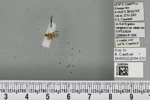 Ceratitis (Pterandrus) rosa Karsch, 1887 - BMNHE_1466364_26929