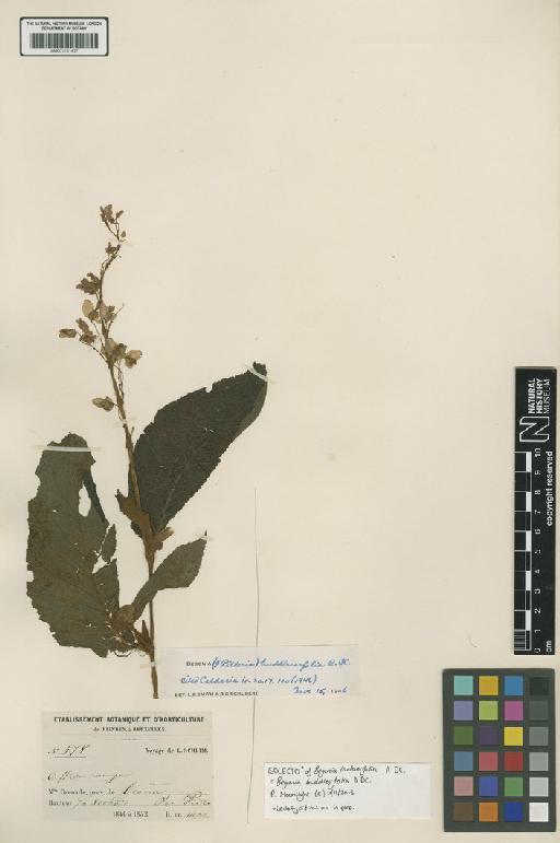 Begonia buddleiifolia A.DC. - BM001191437