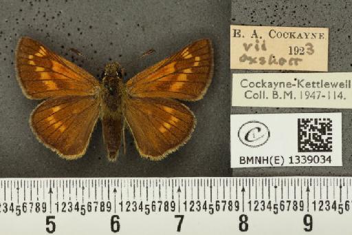Ochlodes sylvanus (Esper, 1777) - BMNHE_1339034_154931