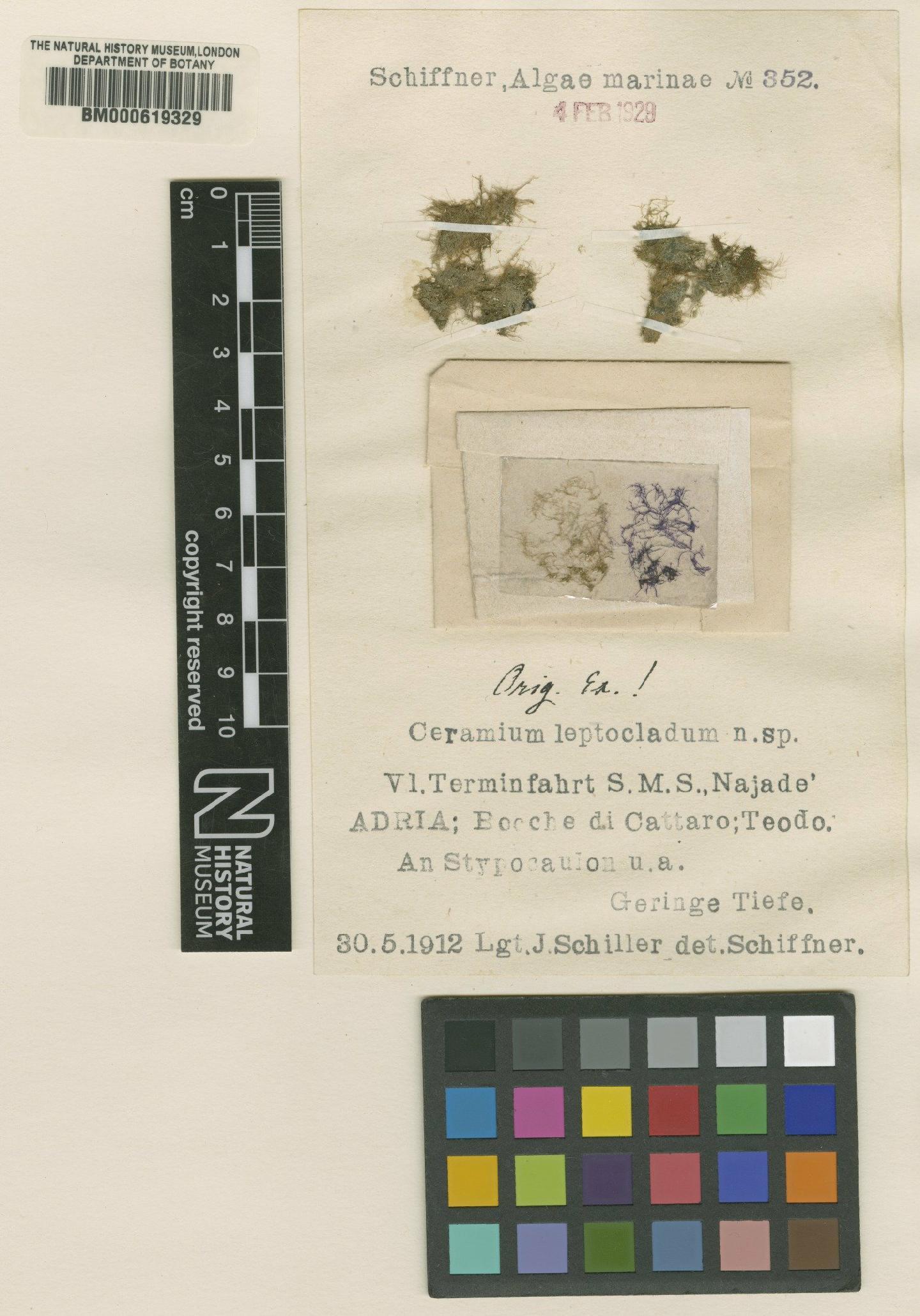 To NHMUK collection (Ceramium leptocladum Schiffn.; TYPE; NHMUK:ecatalogue:4790786)