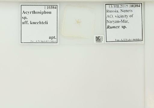 Acyrthosiphon knechteli Börner, 1950 - 014763546_112428_1092614_157768_NoStatus
