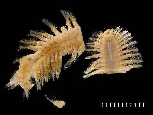 Eulagisca corrientis McIntosh, 1885 - Polychaete type specimen 1885.12.1.71(1) ventral