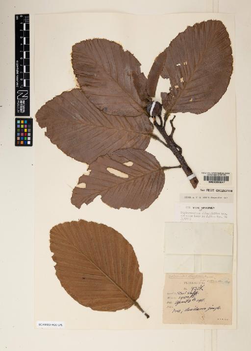 Dipterocarpus obtusifolius Teijsm. ex Miq. - 000603247