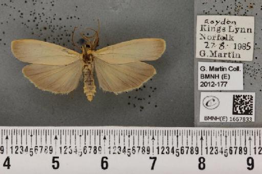 Eilema depressa (Esper, 1787) - BMNHE_1667833_286535