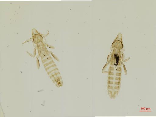 Ardeicola africanum Hajela & Tandan, 1967 - 010667671__2017_07_28-Scene-1-ScanRegion0