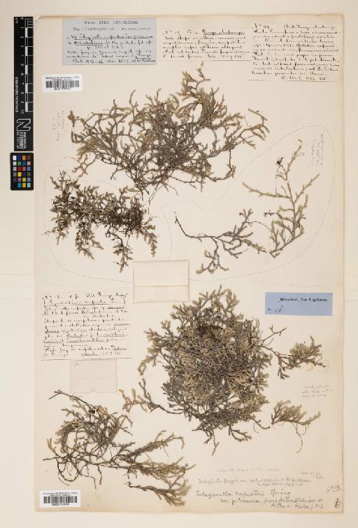 Selaginella dregei (C.Presl) Hieron. - 001056098