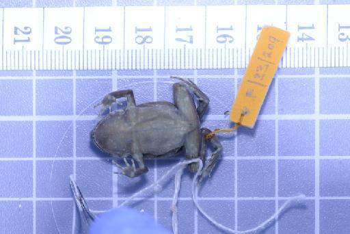 Callulops humicola compta (Zweifel, 1972) - Image of specimen 1961.856