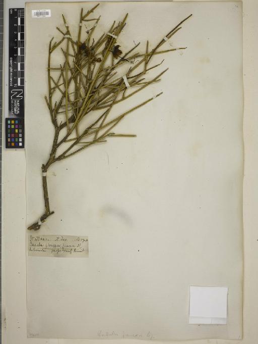 Cadaba juncea Harv. - BM010769591