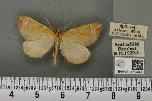 Eulithis testata ab. achatinata Hübner, 1796 - BMNHE_1757664_332956