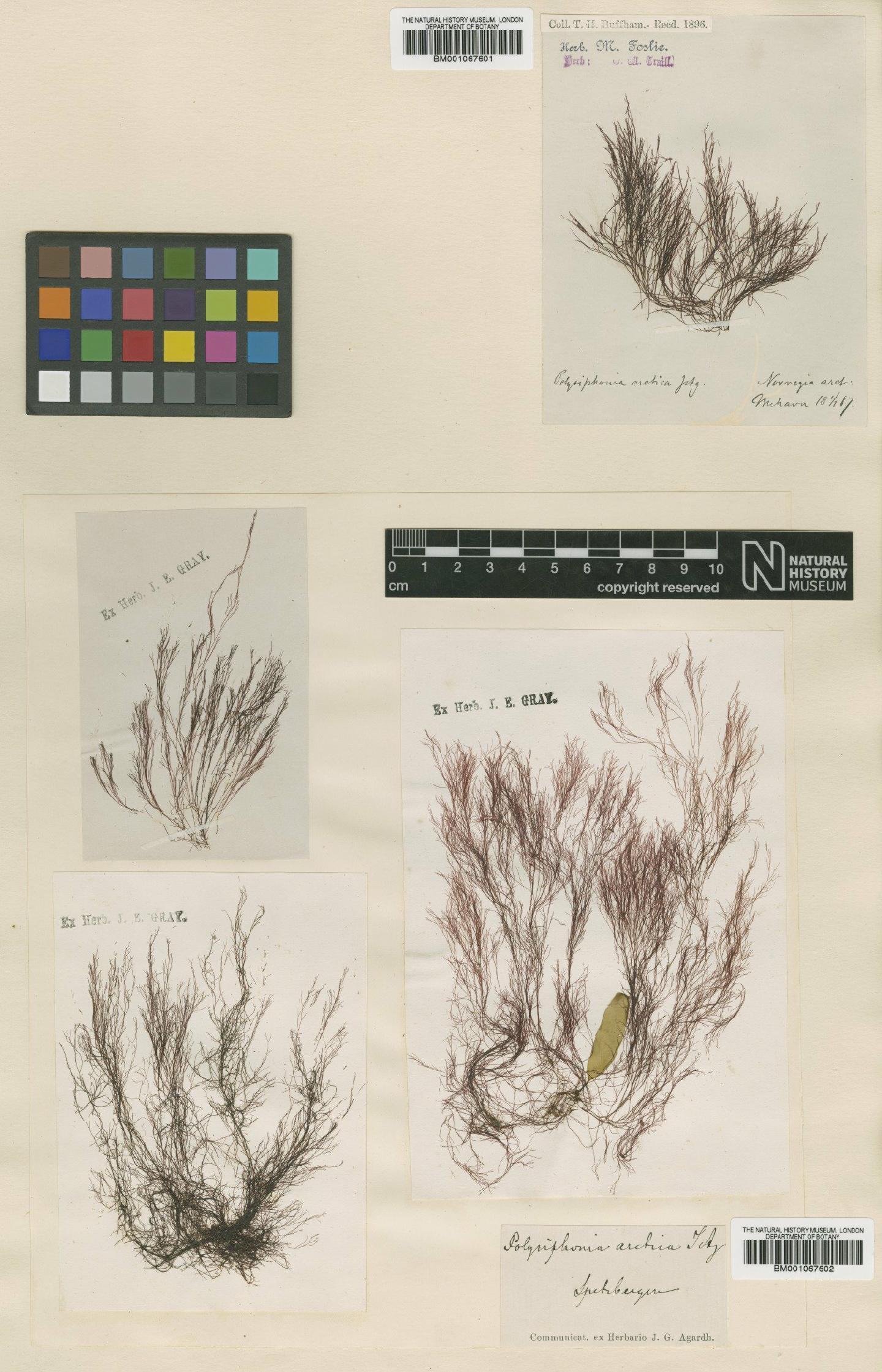 To NHMUK collection (Polysiphonia arctica J.Agardh; NHMUK:ecatalogue:2303246)