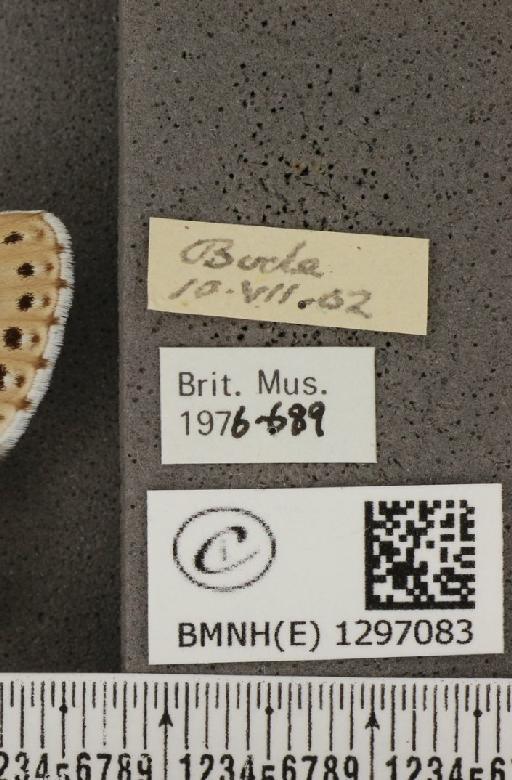 Maculinea arion eutyphron (Fruhstorfer, 1915) - BMNHE_1297083_label_134407